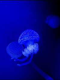 Largest Indoor Aquarium in Europe