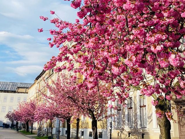 🌸 SPRING HAS SPRUNG IN MISKOLC 🌸