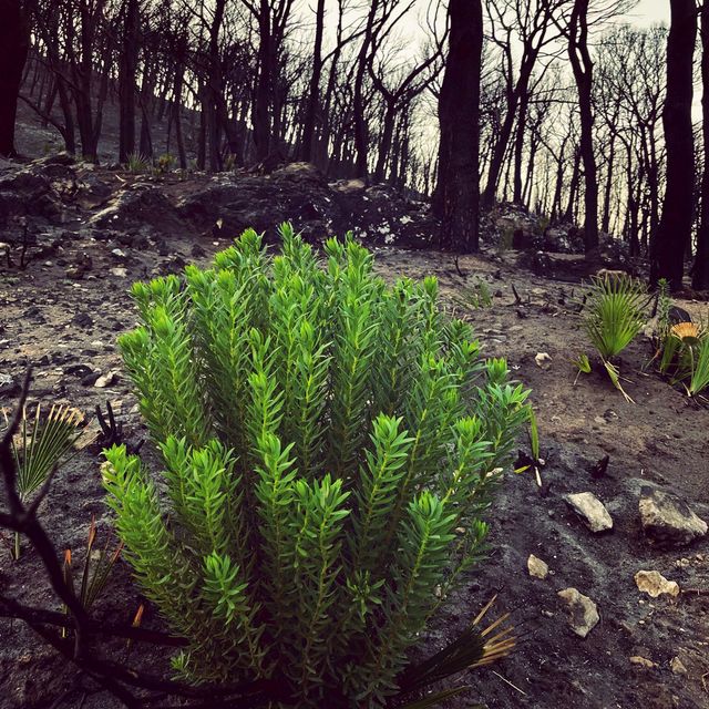 Sierra Mijas forest fire site