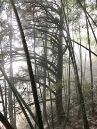 피톤치드로 코가 뻥 뚫리는 대나무숲의 절경, 쑤이창 남첨암(南尖岩)