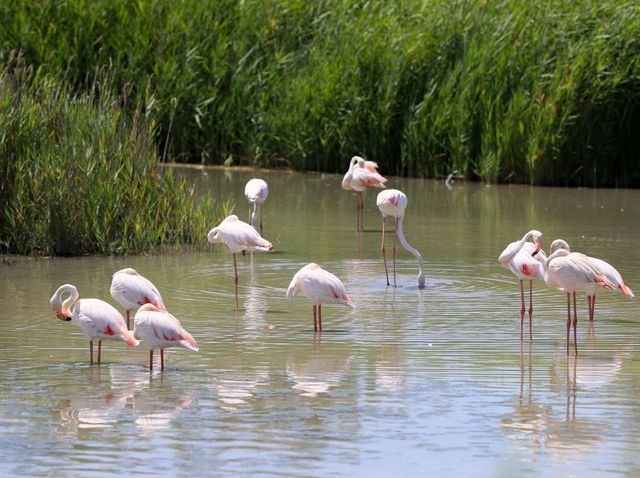 聯合國生物圈保護區法國卡瑪格地區自然公園