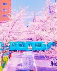 In 2023, continue the cherry blossom fate in Japan with the most comprehensive cherry blossom viewing guide!