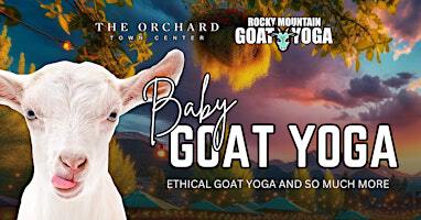Baby Goat Yoga - November 23rd (Orchard Town Center) | 14644 Orchard Pkwy suite 900
