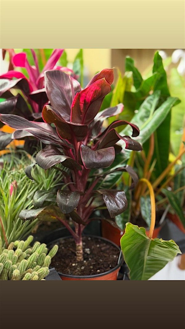 PLANT BINGO!! | 37 S Main St