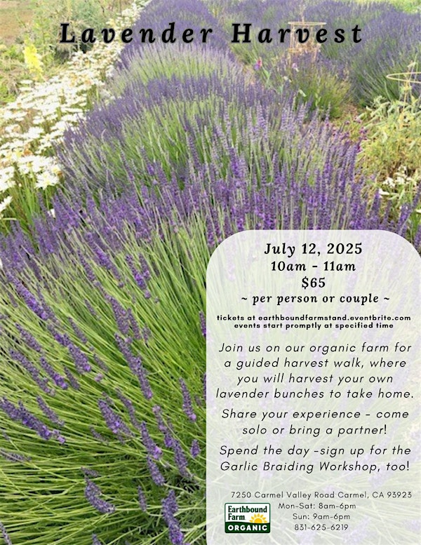 Lavender Harvest at Earthbound Farm Stand | Earthbound Farm Stand