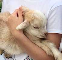 Baby Goats & Bunnies Bottle Feeding +Alpaca,Donkey,Chickens | Little Goat Farm at the Lake