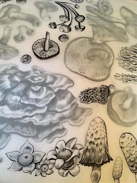 Ink Drawing for Beginners: Fungi | 20 Frederick Law Olmsted Way