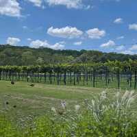 The Dry Comal Creek Vineyards