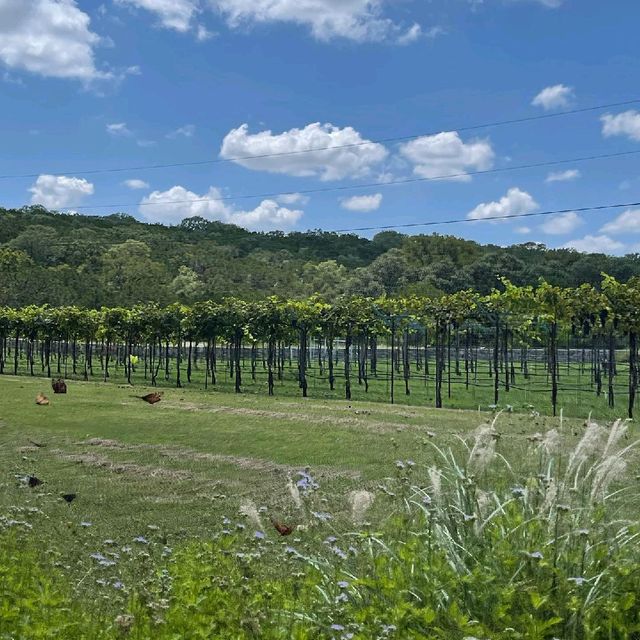 The Dry Comal Creek Vineyards