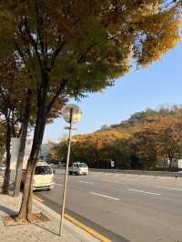 단풍으로 물든 예술의 전당 🍂