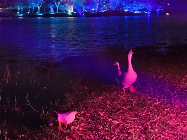 高雄燈會-第二主燈區衛武營都會公園