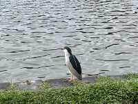 大湖公園散步去｜還可以看到好多的鳥、鵝、鴨😄