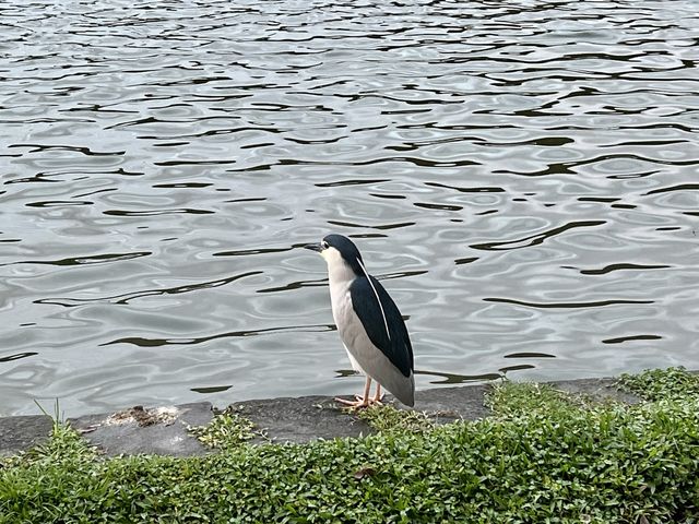 大湖公園散步去｜還可以看到好多的鳥、鵝、鴨😄