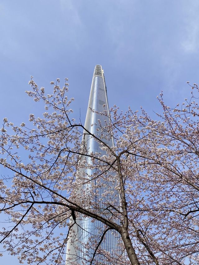 벚꽃맛집 그곳으로, [석촌호수]