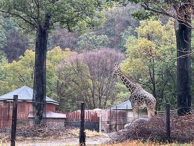 日本第一位動物園｜高知縣立野市動物園