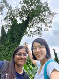 Searching for the Avatar Trees of Singapore