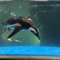 Tips and Tricks to Underwater World Langkawi 