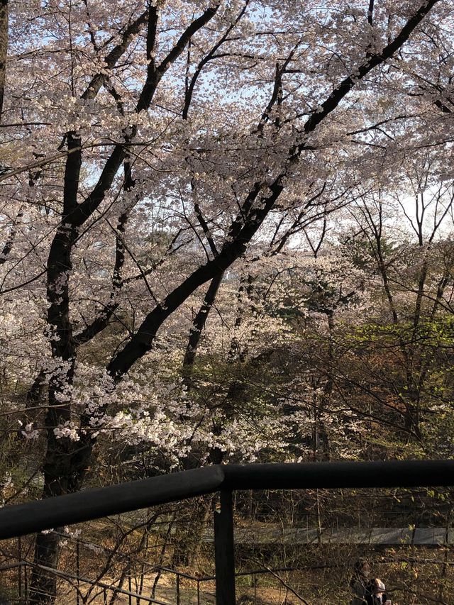 봄에 벚꽃 구경하기 좋은 경희대학교 서울캠퍼스 🏛️🌸💭