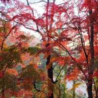 화려한 단풍과 아름다운 가을풍경