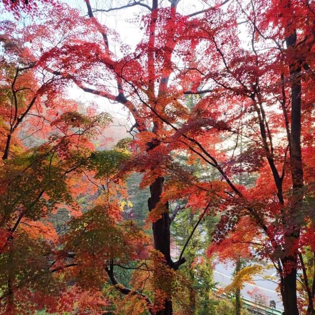 화려한 단풍과 아름다운 가을풍경