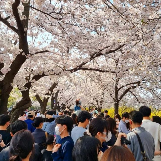 어느봄날에즐긴 꽃놀이.  그리고 벚꽃