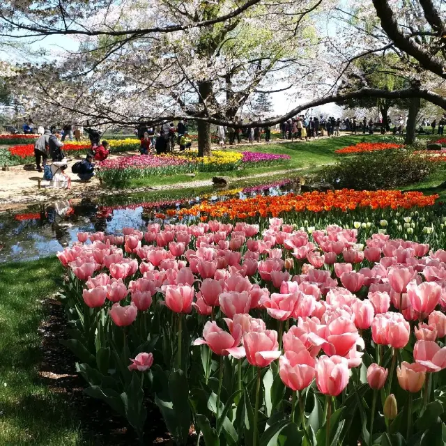 櫻花🌸鬱金香祭🌷