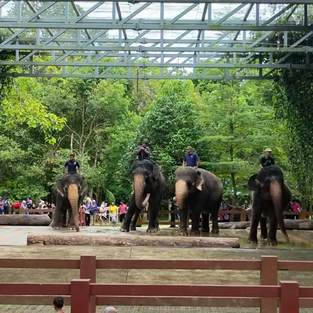 Elephant Sanctuary at Kuala Gandah