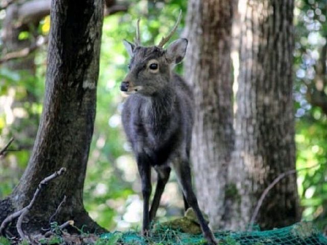 Yakushima 