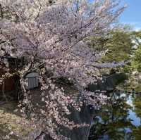 花見 桜道 夙川