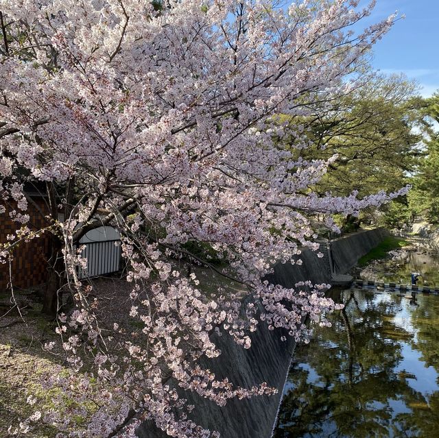 花見 桜道 夙川