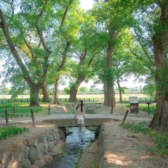 🌿경주가 가진 비밀의숲 [경주, 계림]