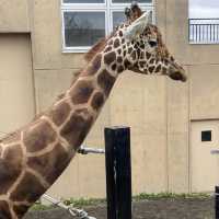 【北海道】間近で見学できる大迫力な動物園