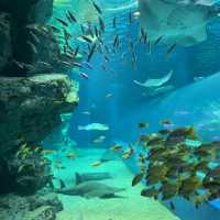 【猛暑から逃げよう】室内水族館　@品川