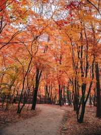 가을 단풍 명소, 경주 불국사🍁