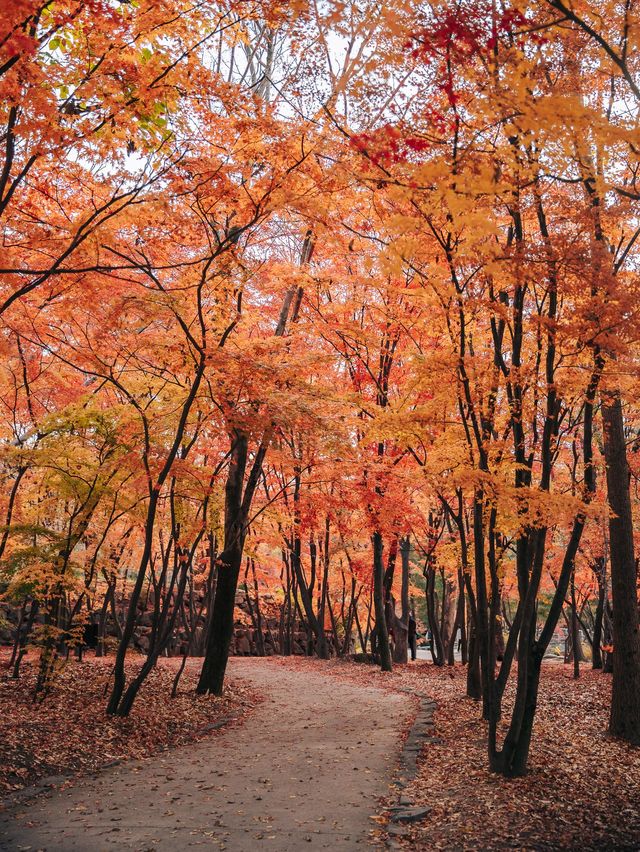 가을 단풍 명소, 경주 불국사🍁 가을 단풍 명소, 경주 불국사🍁