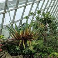 The Secret Garden at Cloud Forest
