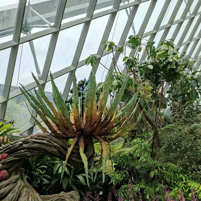 The Secret Garden at Cloud Forest