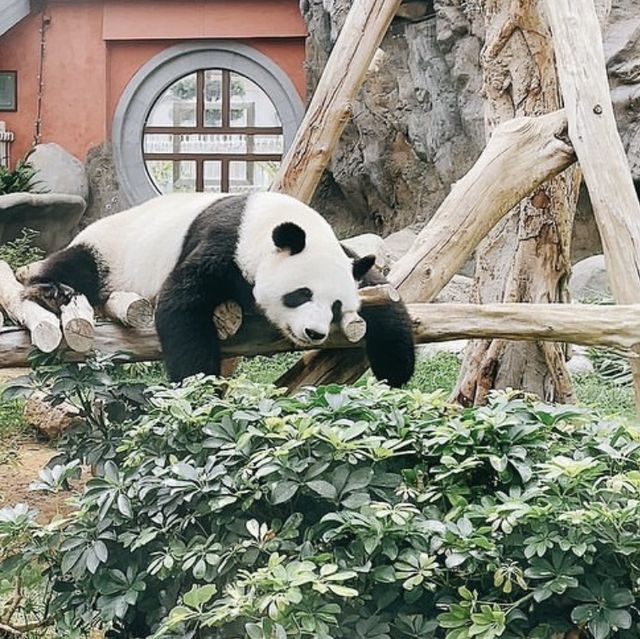 全港最大海洋公園‼️超令水族館😗期間限定萬聖節🎃活動