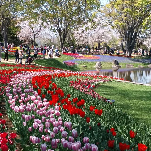 櫻花🌸鬱金香祭🌷