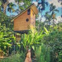 บ้านในหมง บ้านต้นไม้ในป่าใหญ่ ใกล้ลำธาร
