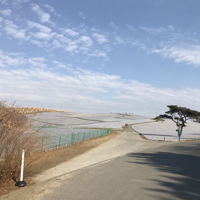 國營日立海濱公園💕🌹日本🗾賞花必去