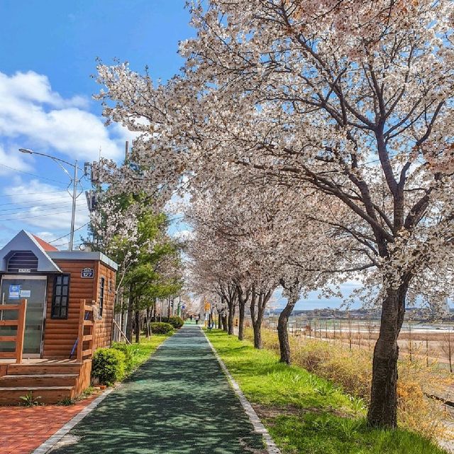 동화같은 색감의 여주 벚꽃길🌸