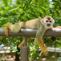 An impromptu squirrel monkey photoshoot!