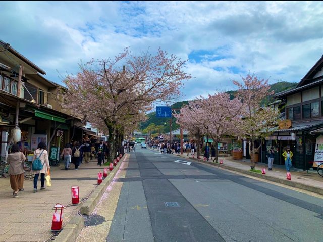 京都　KYOTO SAKURAめぐり❗️嵐電嵐山駅の桜に感動❗️足湯も⁈