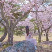 🌸벚꽃아래서 피크닉하기 좋은곳 [경주, 화랑의언덕]🌸
