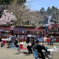 北海道　松前公園のさくらまつり