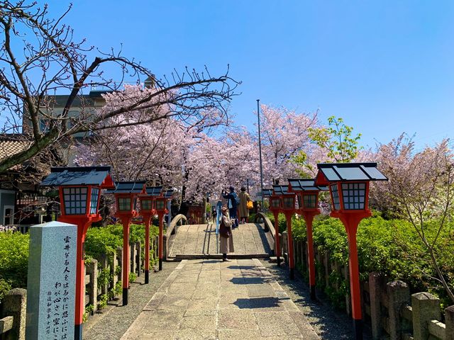 京都　京都散策旅　六孫王神社の桜に感動❗️