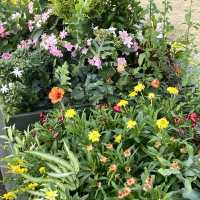 서울대공원에서 본격 꽃구경🌼