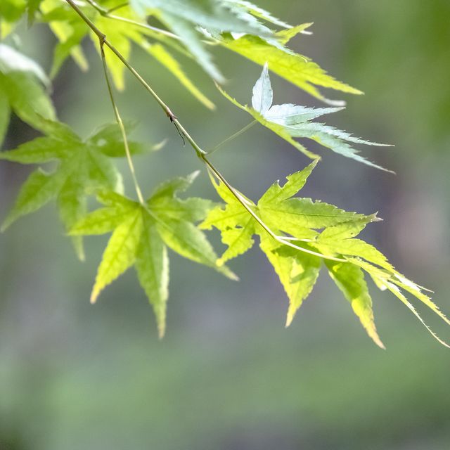 鮮やかな緑のトンネルの大倉尾根