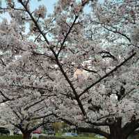 Very Beautiful Cheery Blossoms Park